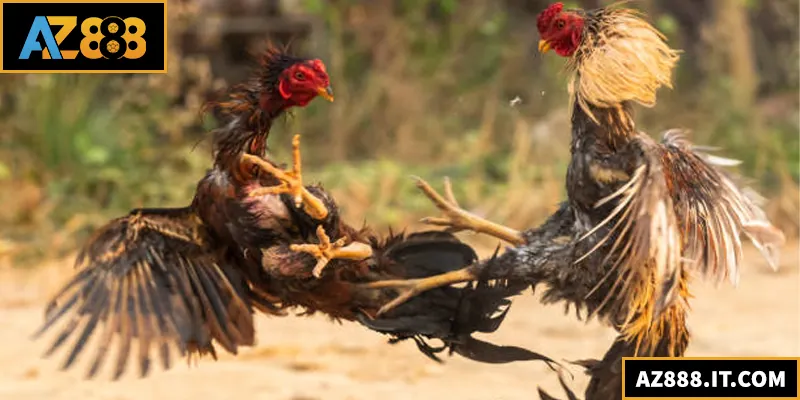 Đá gà đòn là sân chơi kịch tính bậc nhất của các chiến kê mạnh mẽ hàng đầu