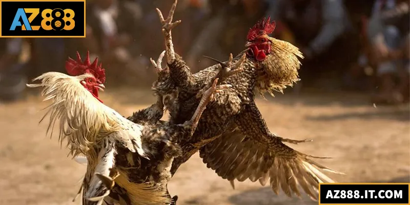 Đá Gà Đòn – Trải Nghiệm Sân Chơi Đỉnh Cao Của Các Chiến Kê