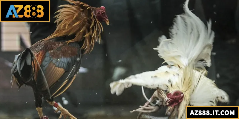 Đá Gà Thomo – Sới Gà Trực Tuyến Uy Tín, Tỷ Lệ Thắng Cao